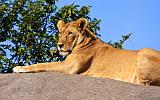 TANZANIA - Serengeti National Park - Leonessa su Kopjies - 17